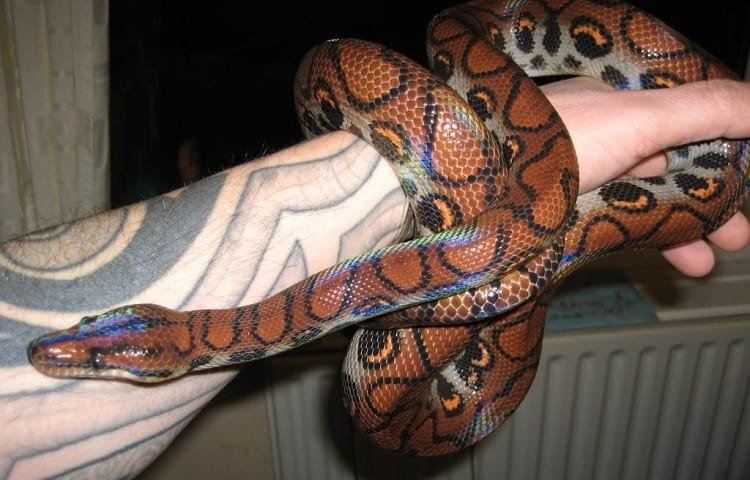 rainbow boa as a pet