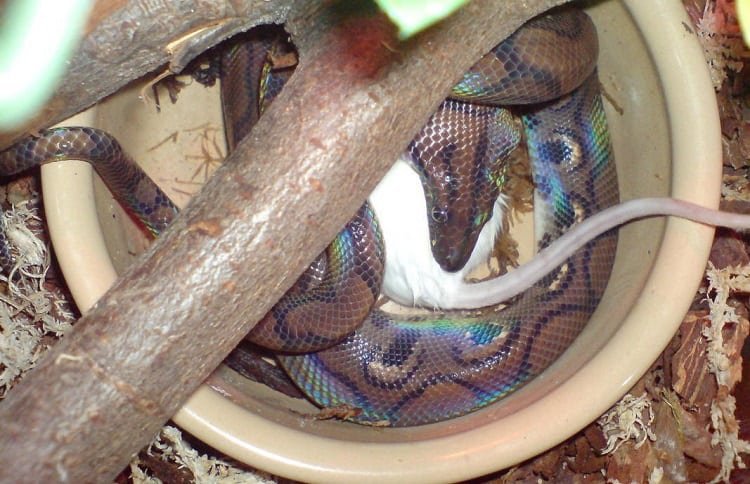 what to feed rainbow boa