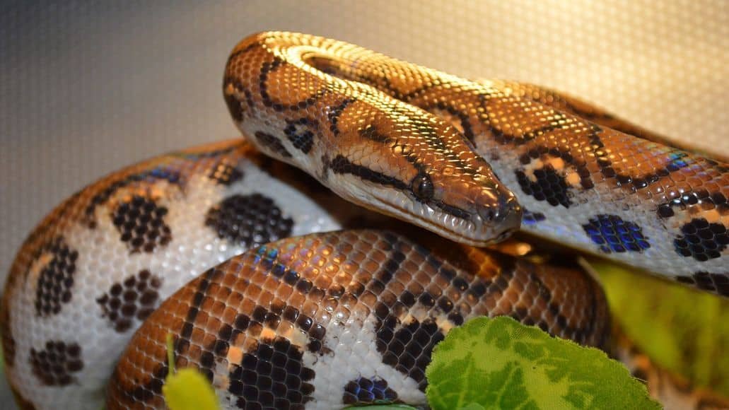 Brazilian rainbow boa in enclosure