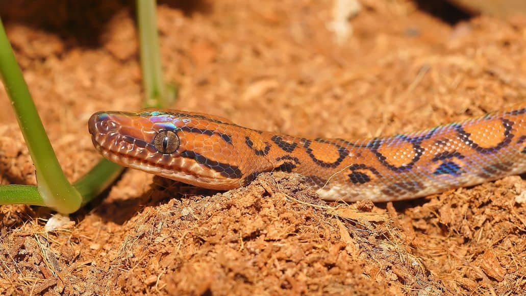 Rainbow Boa on substrate