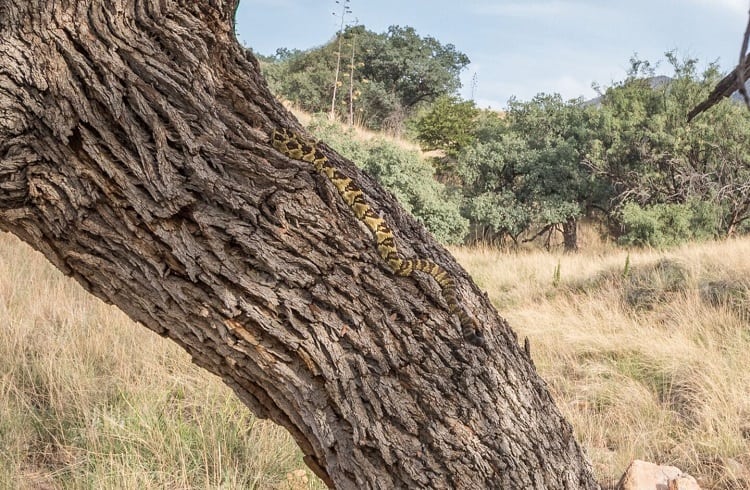 how rattlesnake climbs tree