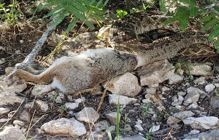 snake eating large rabbit