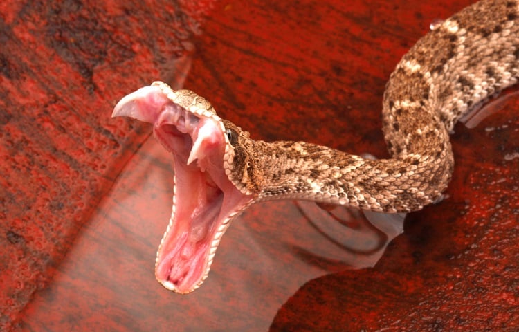 rattlesnake teeth