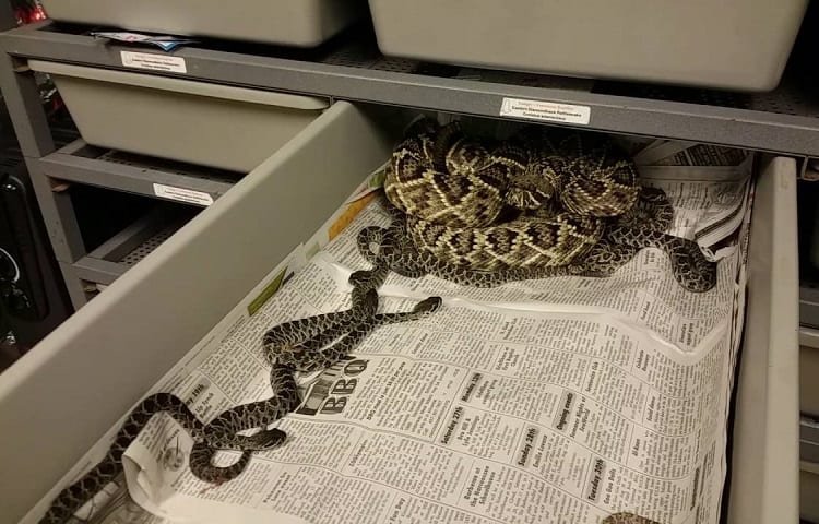 mother with baby snakes who need to eat