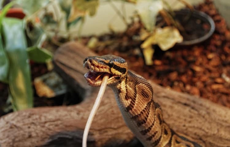 python eating rodent