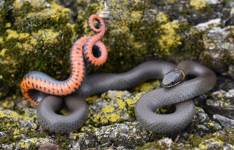 regal ringneck snake eating