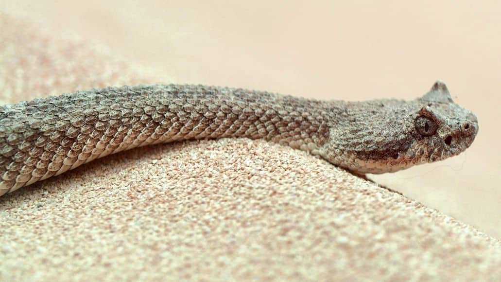 Sidewinder rattlesnake in Arizona