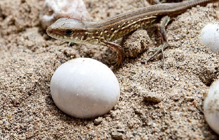 small lizzard egg