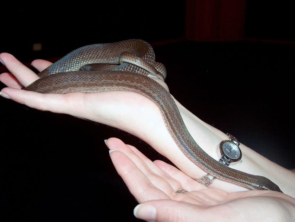 snake at night