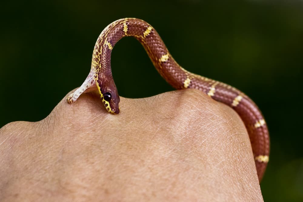 snake biting and not letting go