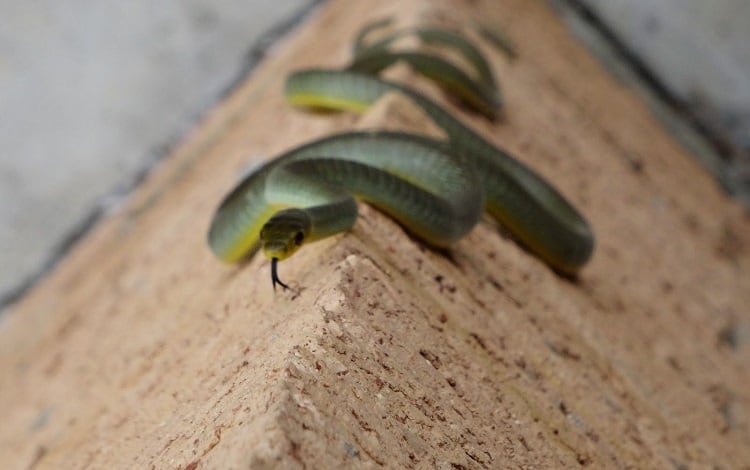 snake climbing a wall