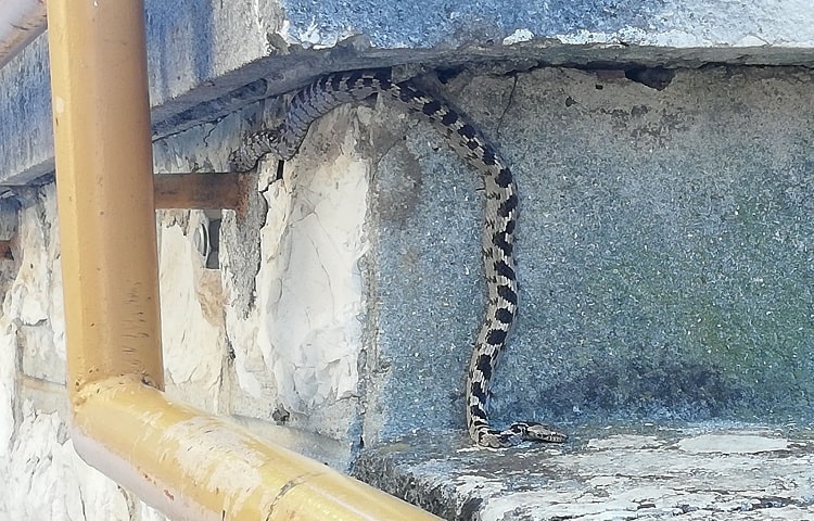 snake climbing on concrete wall