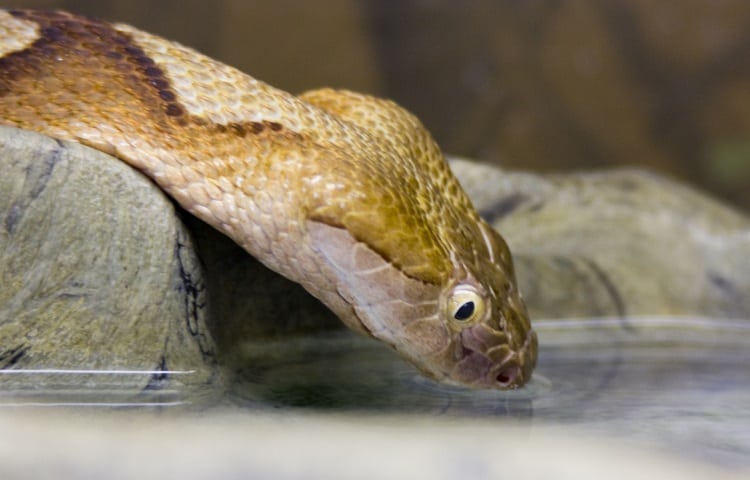 snake drinking