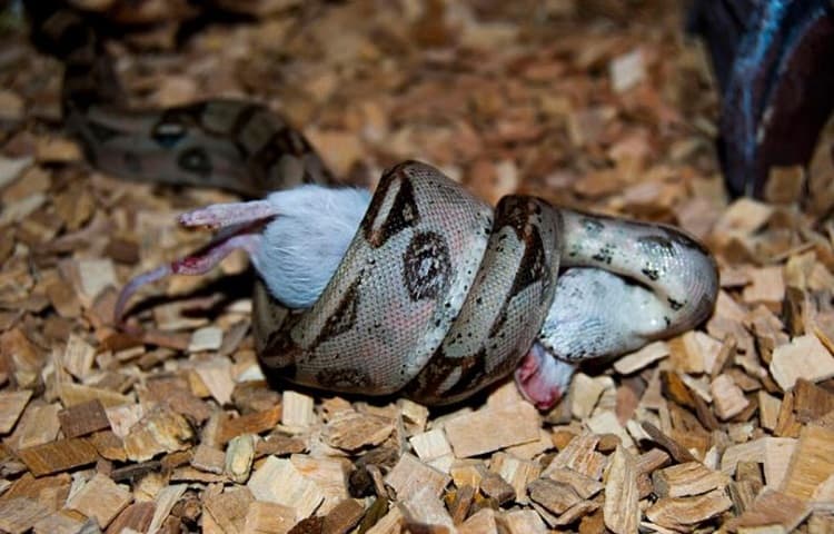 feeding snake with rat