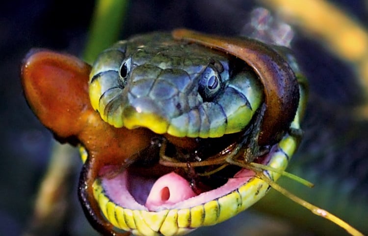 snake eating lizard