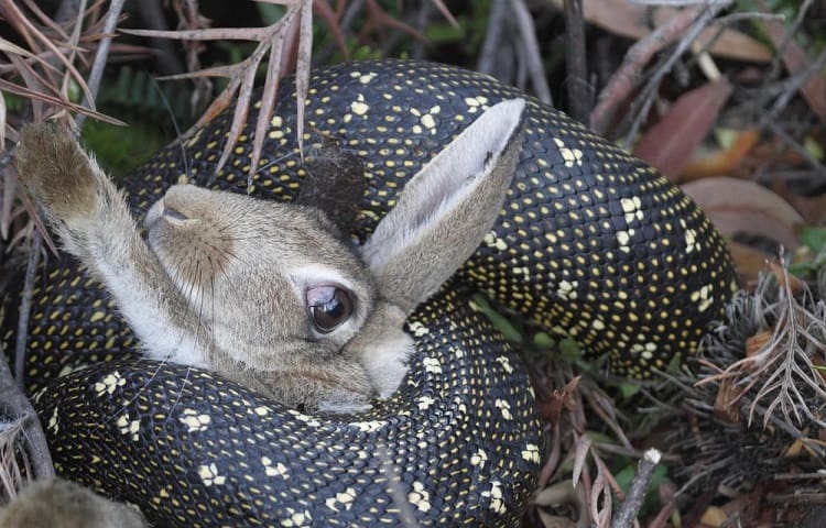 snake eating rabbit