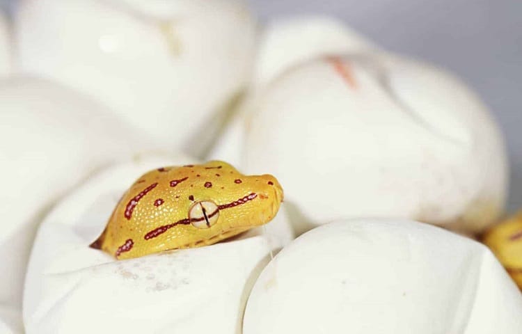 hatching baby snake needs to eat