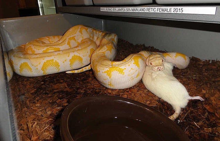 python eats mouse