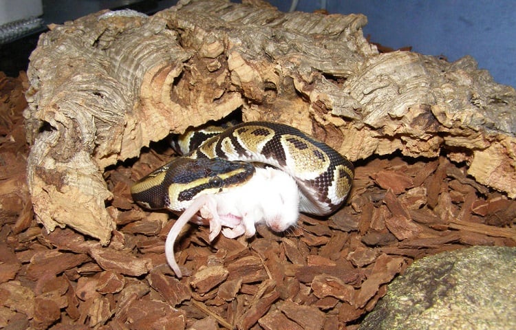 snake eating and digesting large rodent