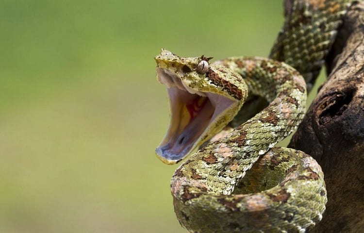 a snake hissing