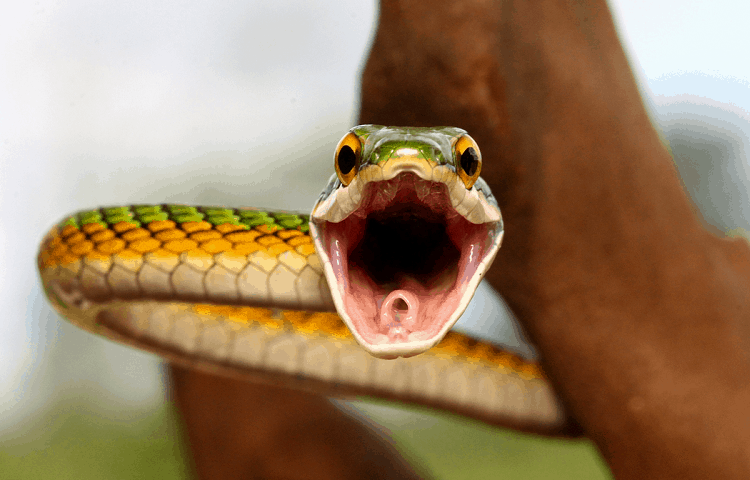 snake-hissing-explained-and-what-you-should-never-do