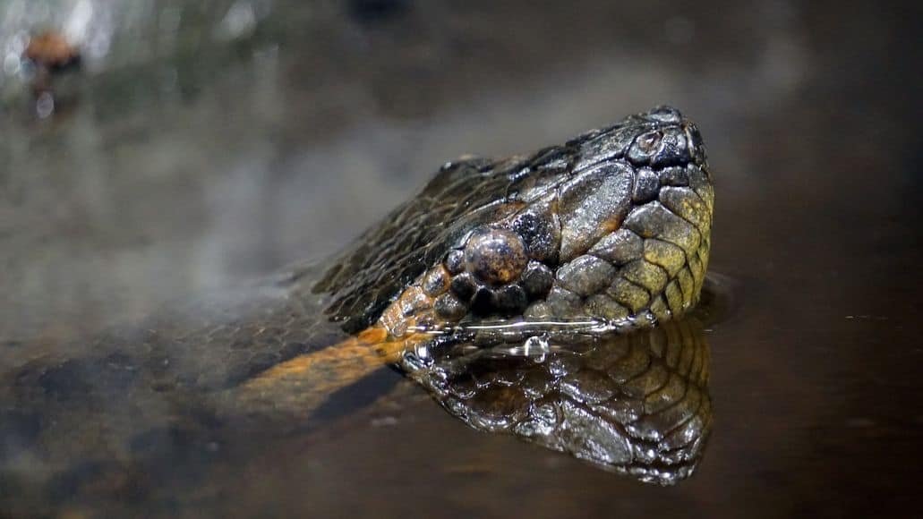  serpent retenant son souffle dans l'eau 