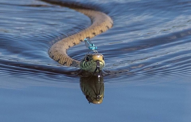 swimming snake floating on the water
