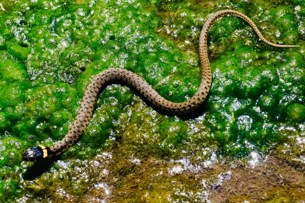 Snake moving across wet moss