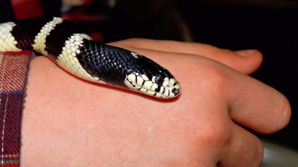 Can Snakes Recognize Their Owners?