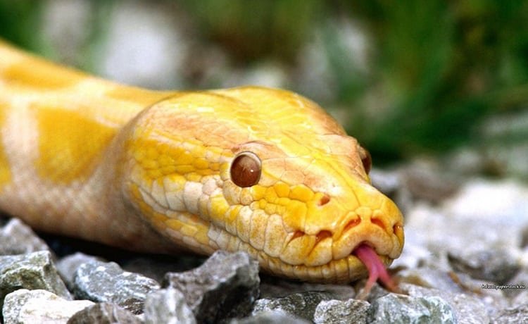 Do Snakes Fart? (Wait Until You See The Video!)