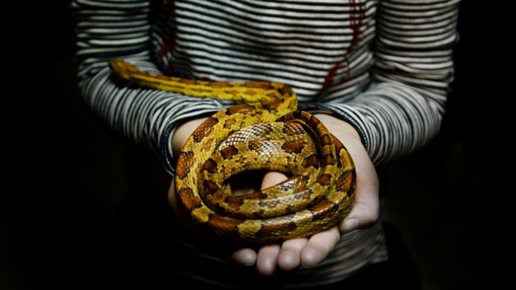 Can Snakes Recognize Their Owners?