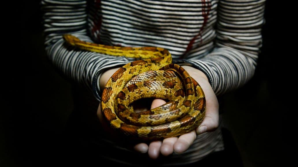 snake recognizes female owner