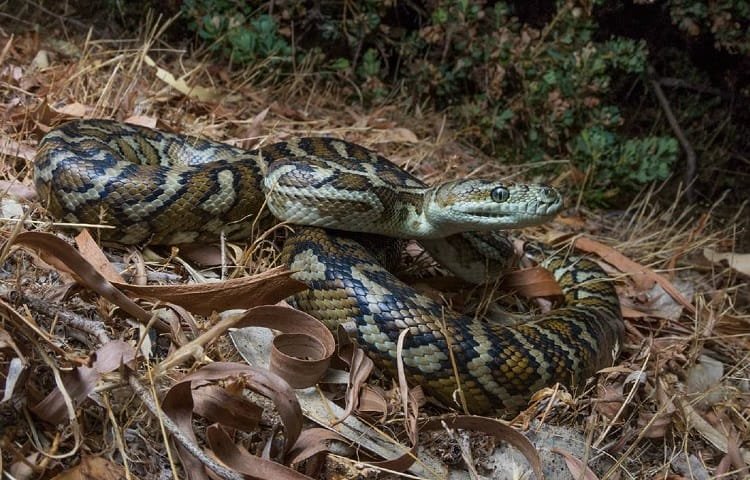 onions are natural snake repellent