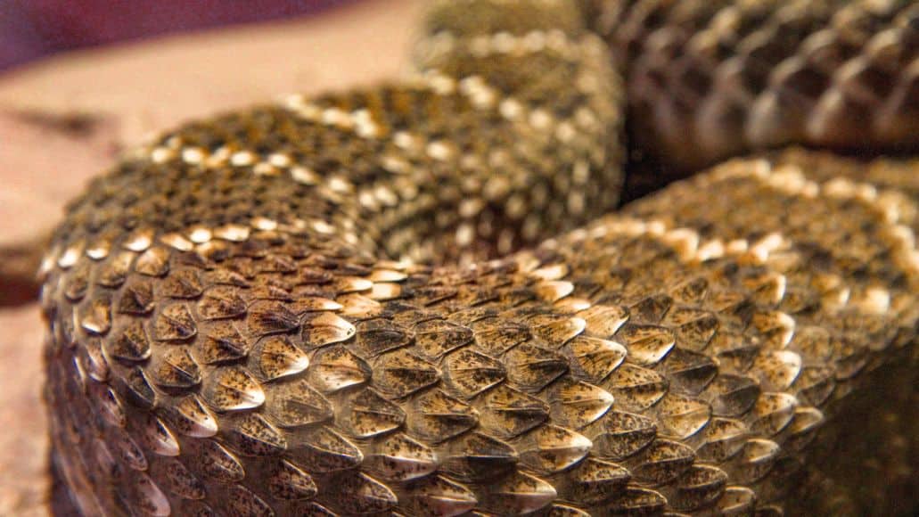 Snake scales closeup