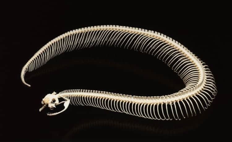 snake skeleton