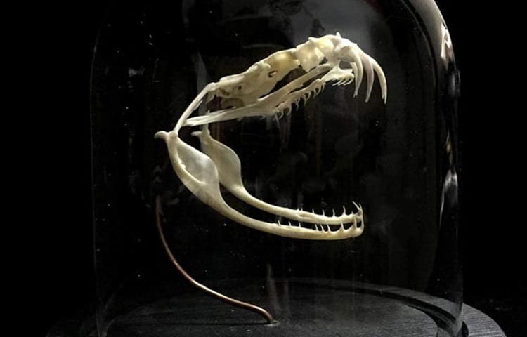 preserved snake skull
