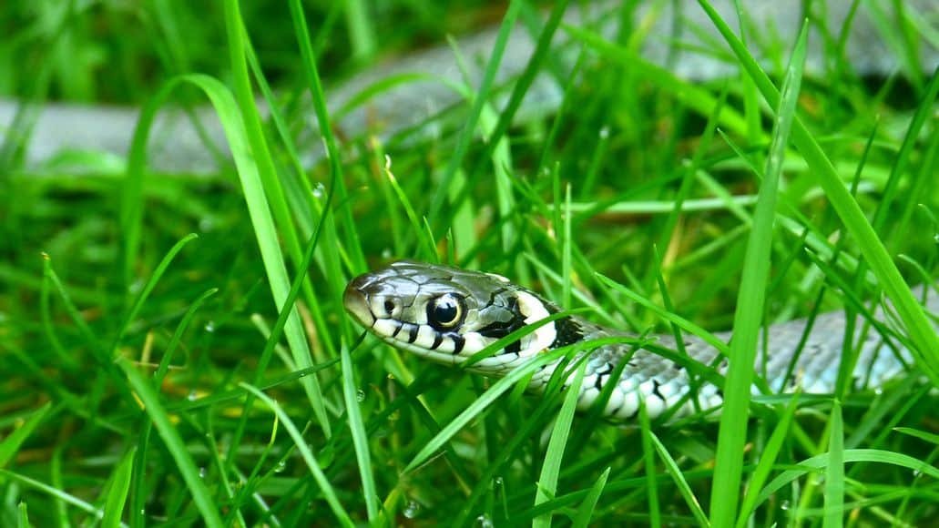 snake spotted in yard