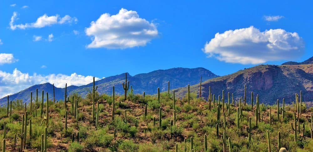 Sonora desert