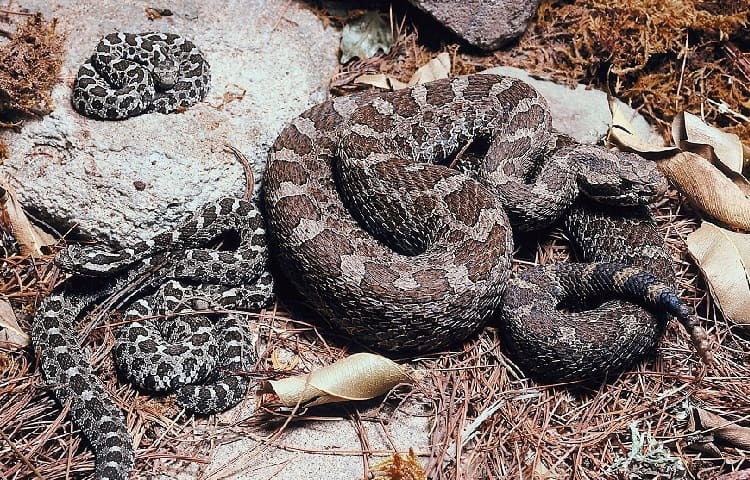 baby rattlesnakes