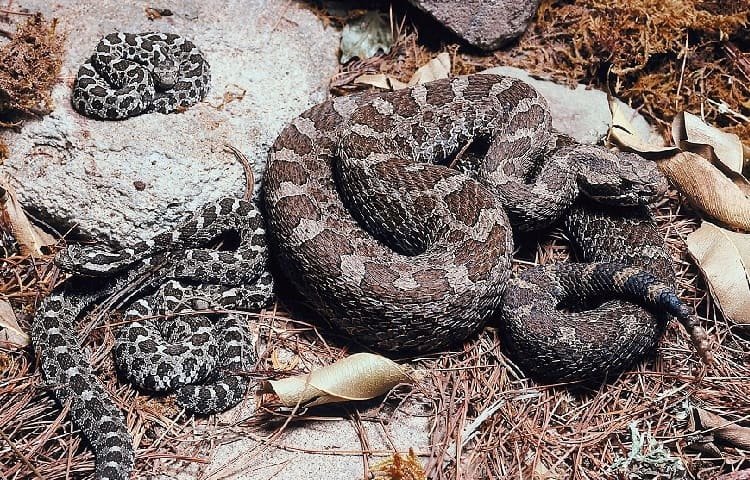 baby rattlesnake wants to eat