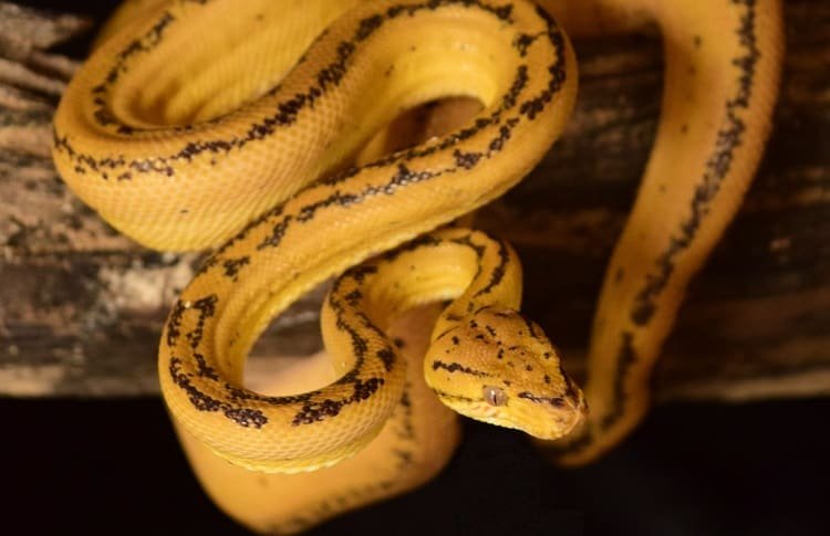 tiger amazon tree boa morph