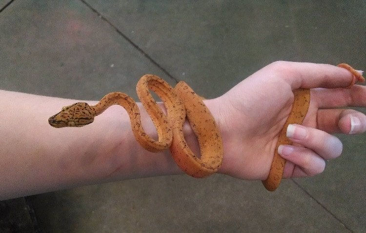 handling an amazon tree boa