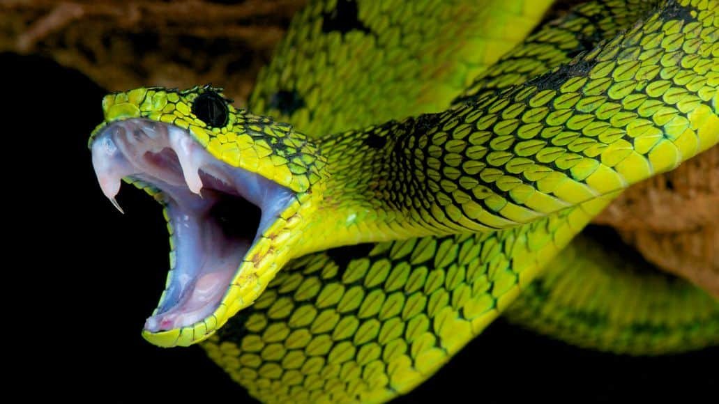 venomous viper