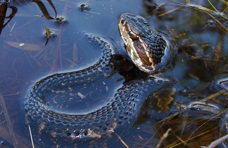 water moccasin or cottonmouth