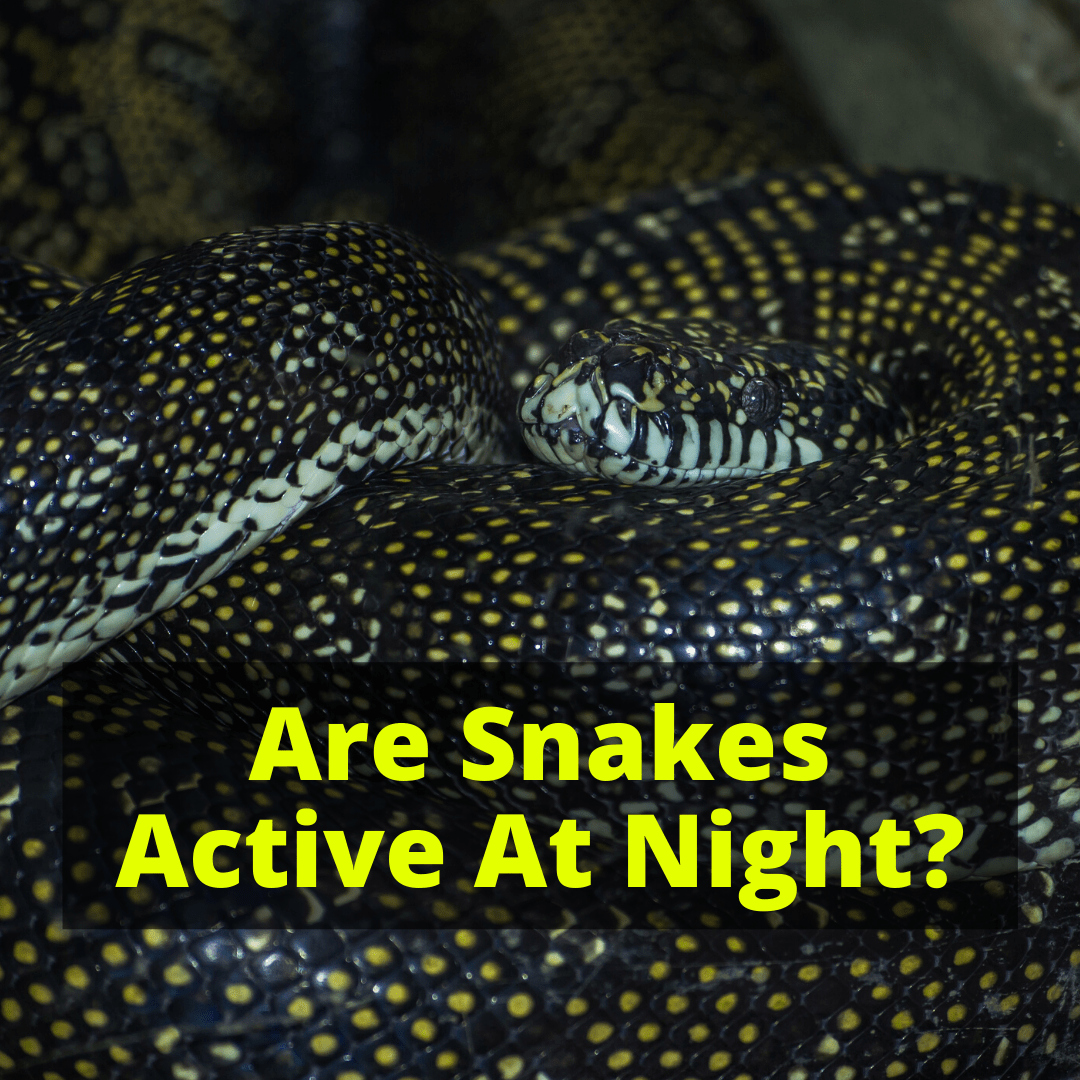 Are Snakes Active At Night