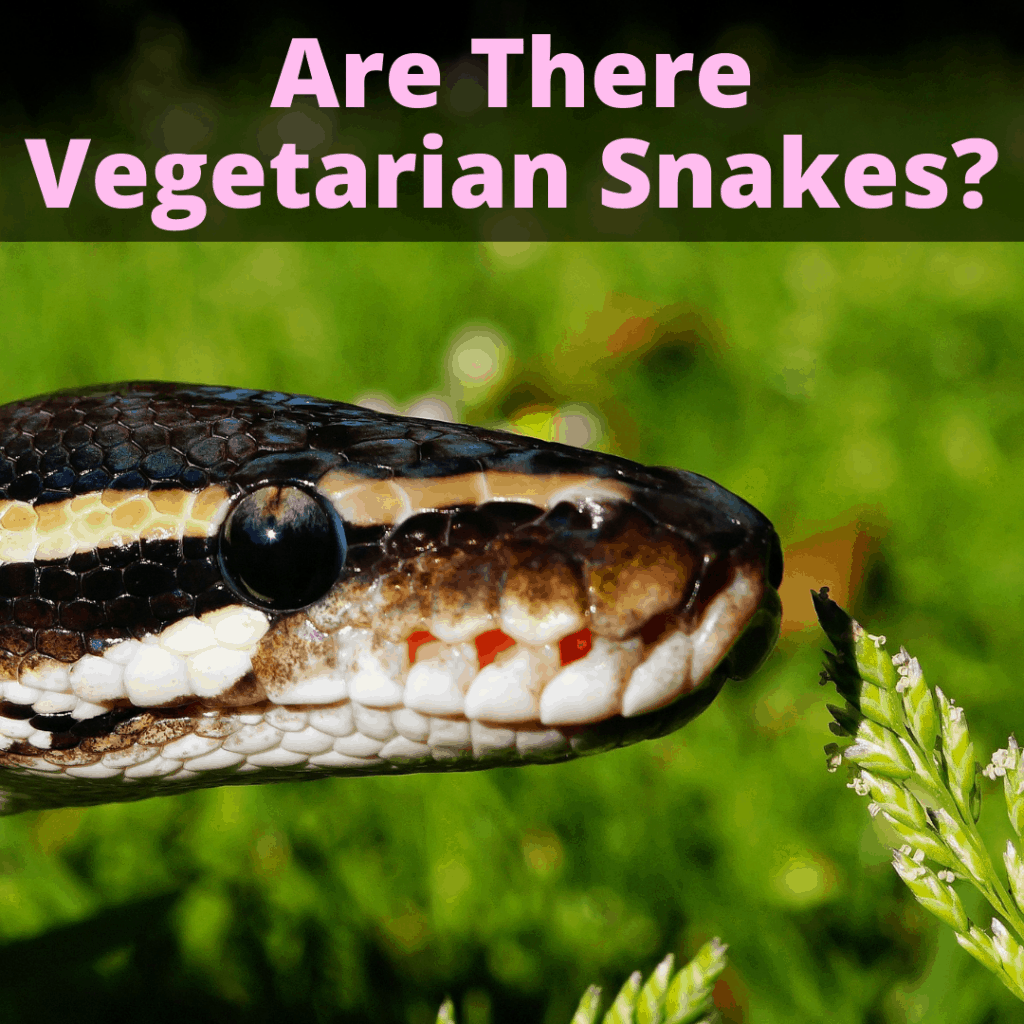 Are there vegetarian snakes 