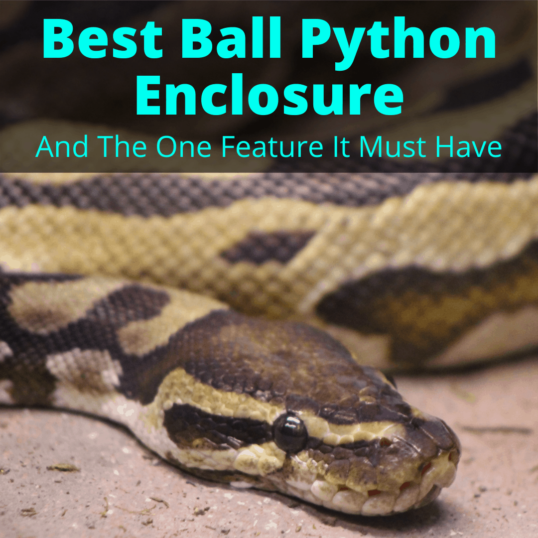 Best Ball Python Enclosures