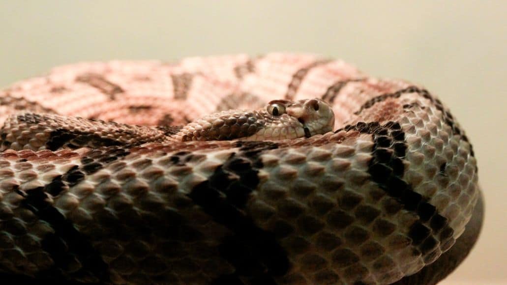 Canebrake Rattlesnake