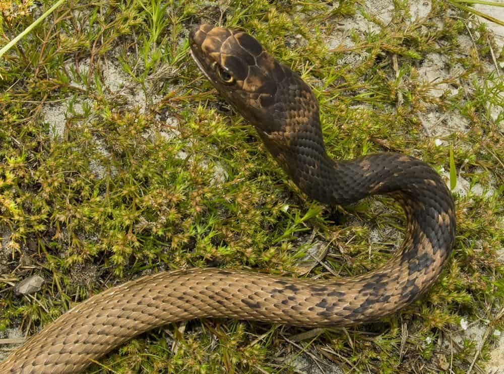 Coachwhip snake