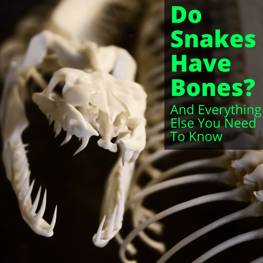 Do Snakes Have Bones